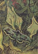 Vincent Van Gogh Death's-Head Moth (nn04) Sweden oil painting reproduction